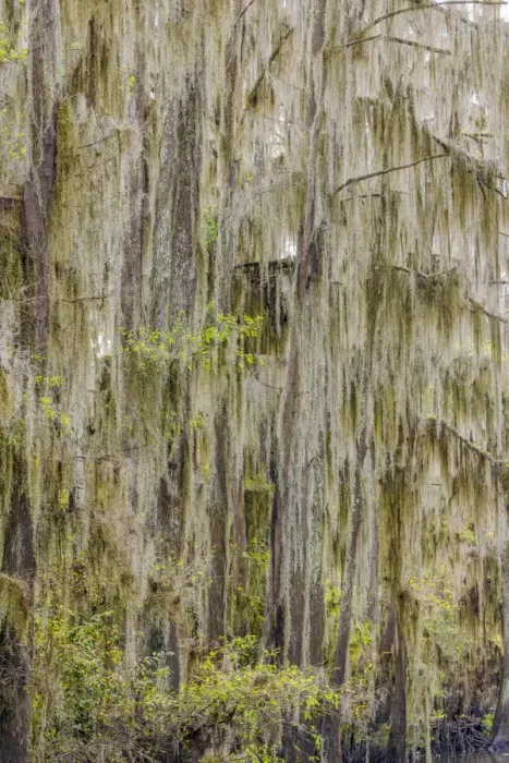 Framed Print : Bald cypress trees draped in Spanish moss in autumn lining Government Ditch. Caddo Lake, Uncertain, Texas