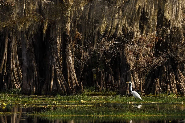 Bald cypress trees and Great Egret. Caddo Lake, Uncertain, Texas