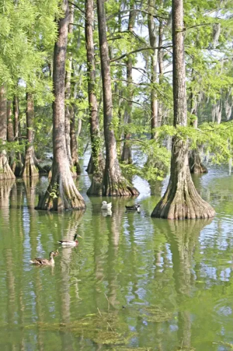 Framed Print : Bald cypress trees, Greenfield Lake, Wilmington, North Carolina Framed Print : Bald cypress trees, Greenfield Lake, Wilmington, North Carolina