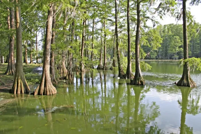 Framed Print : Bald cypress trees, Greenfield Lake, Wilmington, North Carolina Framed Print : Bald cypress trees, Greenfield Lake, Wilmington, North Carolina