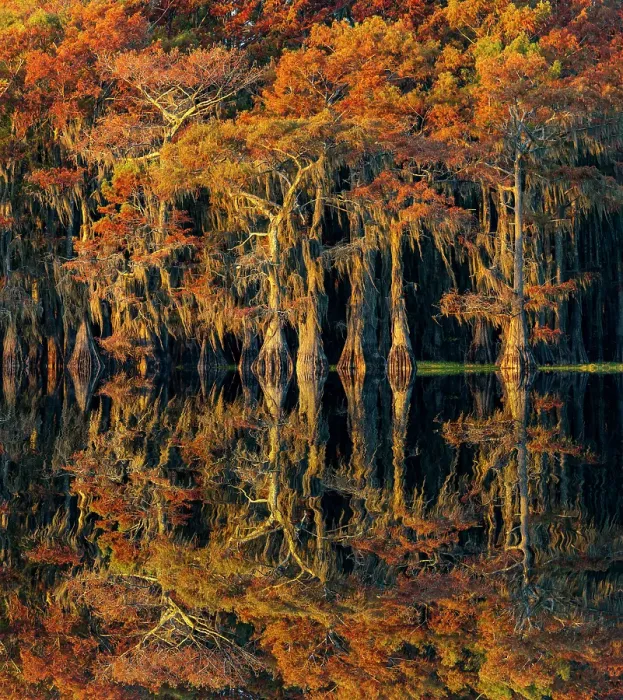 Framed Print : Bald cypress trees reflecting autumn colors in southern swamp, Caddo Lake, Texas Framed Print : Bald cypress trees reflecting autumn colors in southern swamp, Caddo Lake, Texas