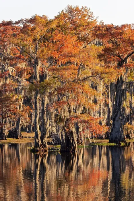 Framed Print : Bald cypress trees reflecting autumn colors in southern swamp, Caddo Lake, Texas Framed Print : Bald cypress trees reflecting autumn colors in southern swamp, Caddo Lake, Texas