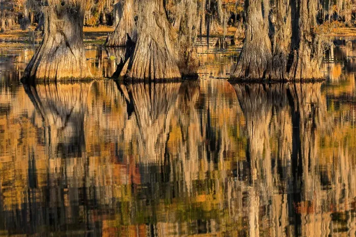 Framed Print : Bald cypress trees reflecting autumn colors in southern swamp, Caddo Lake, Texas Framed Print : Bald cypress trees reflecting autumn colors in southern swamp, Caddo Lake, Texas