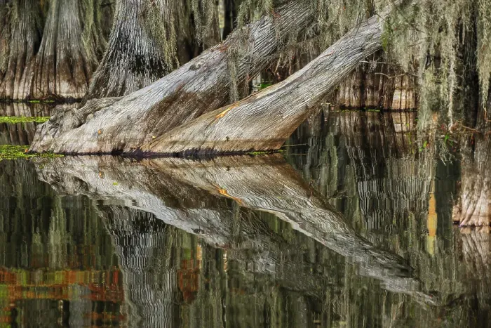 Framed Print : Bald cypress trees reflecting autumn colors in southern swamp, Caddo Lake, Texas Framed Print : Bald cypress trees reflecting autumn colors in southern swamp, Caddo Lake, Texas