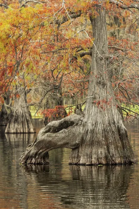 Framed Print : Bald cypress trees reflecting autumn colors in southern swamp, Caddo Lake, Texas Framed Print : Bald cypress trees reflecting autumn colors in southern swamp, Caddo Lake, Texas