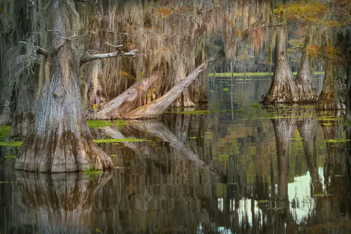 Framed Print : Bald cypress trees reflecting autumn colors in southern swamp, Caddo Lake, Texas Framed Print : Bald cypress trees reflecting autumn colors in southern swamp, Caddo Lake, Texas