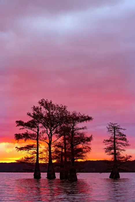 Framed Print : Bald cypress trees silhouetted at sunrise in southern swamp, Caddo Lake, Texas Framed Print : Bald cypress trees silhouetted at sunrise in southern swamp, Caddo Lake, Texas