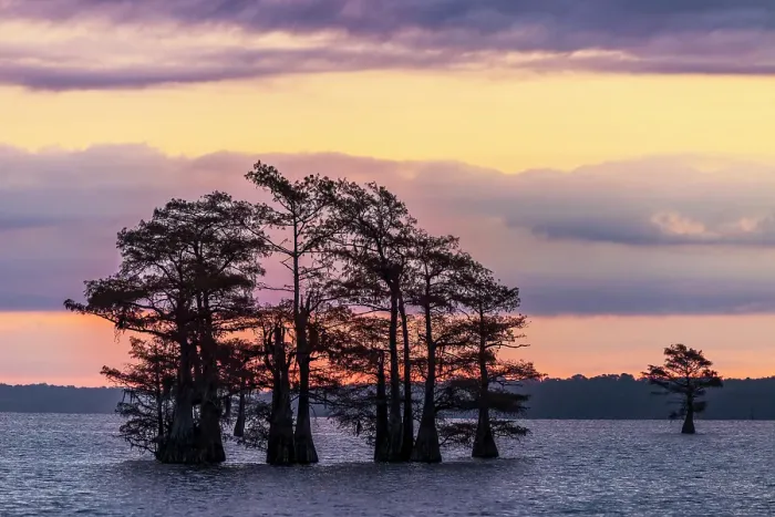 Framed Print : Bald cypress trees silhouetted at sunrise in southern swamp, Caddo Lake, Texas Framed Print : Bald cypress trees silhouetted at sunrise in southern swamp, Caddo Lake, Texas