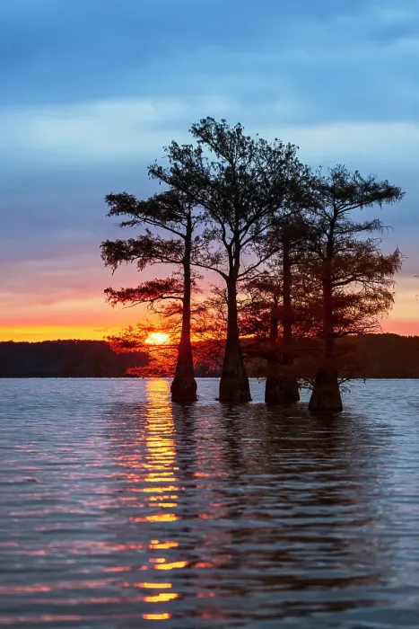 Framed Print : Bald cypress trees silhouetted at sunrise in southern swamp, Caddo Lake, Texas Framed Print : Bald cypress trees silhouetted at sunrise in southern swamp, Caddo Lake, Texas