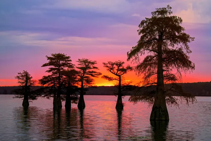 Framed Print : Bald cypress trees silhouetted at sunrise in southern swamp, Caddo Lake, Texas Framed Print : Bald cypress trees silhouetted at sunrise in southern swamp, Caddo Lake, Texas
