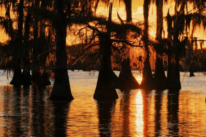 Framed Print : Bald cypress trees silhouetted at sunset. Caddo Lake, Uncertain, Texas Framed Print : Bald cypress trees silhouetted at sunset. Caddo Lake, Uncertain, Texas