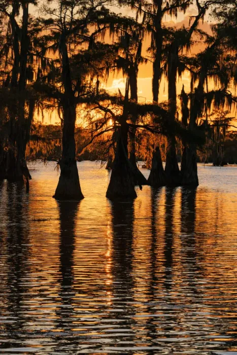 Framed Print : Bald cypress trees silhouetted at sunset. Caddo Lake, Uncertain, Texas
