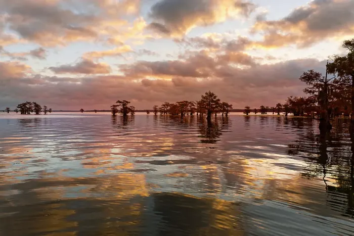 Framed Print : Bald cypress trees silhouetted at sunset, Caddo Lake, Texas. Worlds largest bald cypress forest Framed Print : Bald cypress trees silhouetted at sunset, Caddo Lake, Texas. Worlds largest bald cypress forest