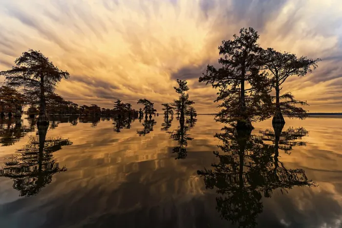 Framed Print : Bald cypress trees silhouetted at sunset, Caddo Lake, Texas. Worlds largest bald cypress forest Framed Print : Bald cypress trees silhouetted at sunset, Caddo Lake, Texas. Worlds largest bald cypress forest