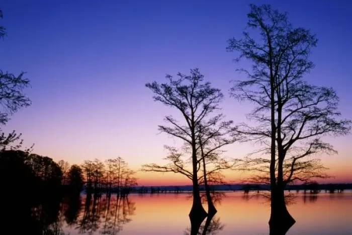 Framed Print : Bald cypress trees silhouetted at sunset, Taxodium distichum, Reelfoot National Wildlife Refuge Framed Print : Bald cypress trees silhouetted at sunset, Taxodium distichum, Reelfoot National Wildlife Refuge