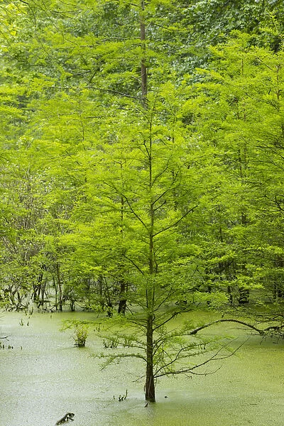 Bald Cypress trees (Taxodium distichum) Heron Pond Little Black Slough, Johnson Co. IL