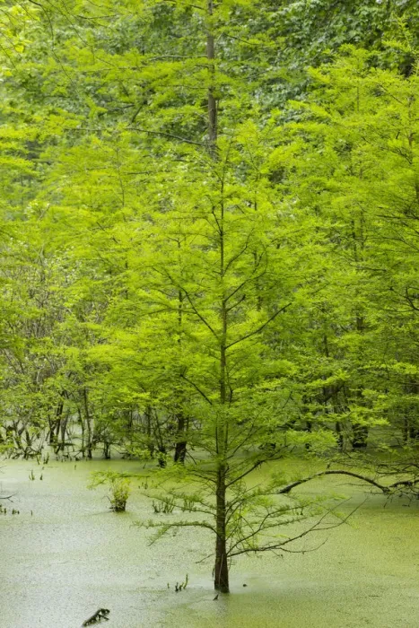 Framed Print : Bald Cypress trees (Taxodium distichum) Heron Pond Little Black Slough, Johnson Co. IL