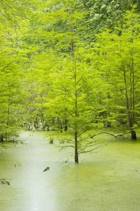 Framed Print : Bald Cypress trees (Taxodium distichum) Heron Pond Little Black Slough, Johnson Co. IL