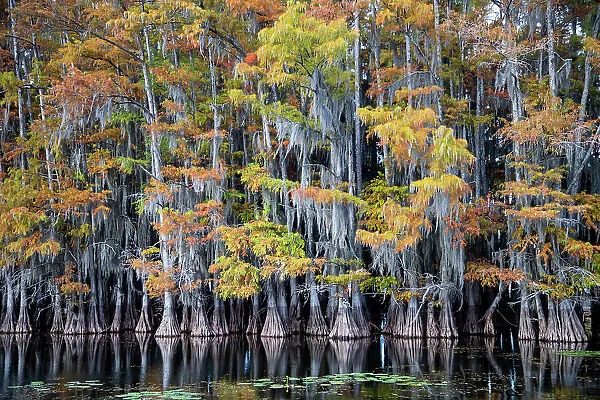 Bald cypress trees and water lilies at Caddo Lake, Texas