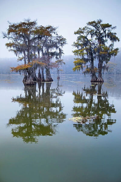 Bald cypress turning to fall color as leaves die, Caddo Lake, Texas