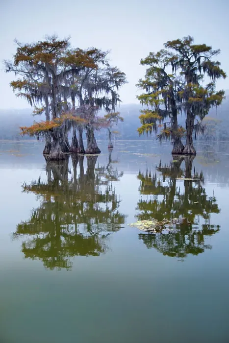 Framed Print : Bald cypress turning to fall color as leaves die, Caddo Lake, Texas Framed Print : Bald cypress turning to fall color as leaves die, Caddo Lake, Texas