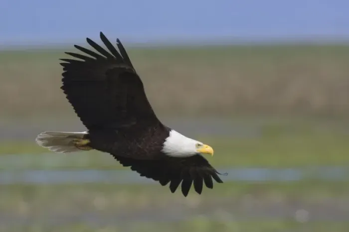 Framed Print : Bald Eagle Framed Print : Bald Eagle