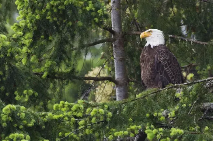 Framed Print : Bald Eagle Framed Print : Bald Eagle