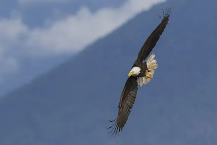 Framed Print : Bald Eagle