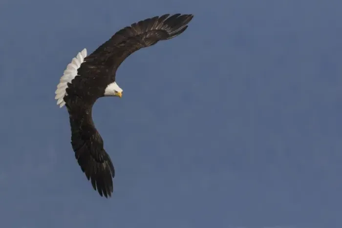 Framed Print : Bald Eagle