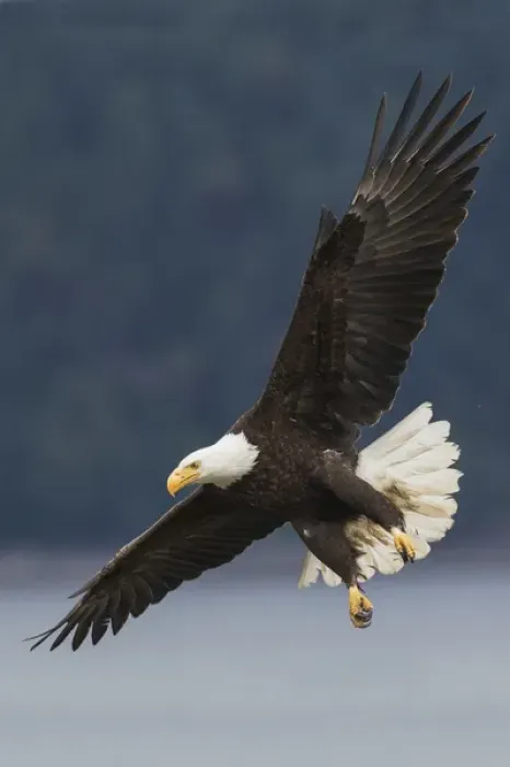Framed Print : Bald Eagle