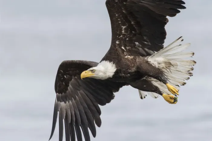 Framed Print : Bald Eagle Framed Print : Bald Eagle
