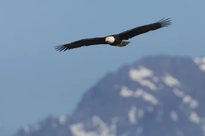 Framed Print : Bald eagle Framed Print : Bald eagle