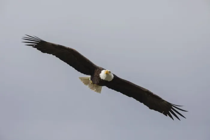 Framed Print : Bald Eagle Framed Print : Bald Eagle