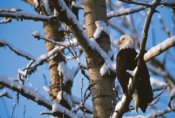 Bald Eagle, Alaska, Chilkat Bald Eagle Preserve, Winter on the Chilkat River, Valley Of The Eagles