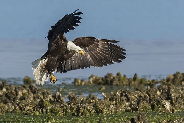Bald eagle alight in oyster bed