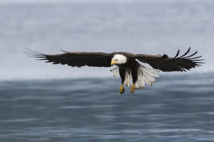 Framed Print : Bald Eagle Alighting