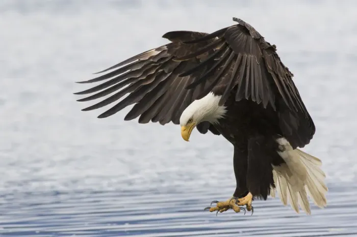Framed Print : Bald Eagle Alighting Framed Print : Bald Eagle Alighting