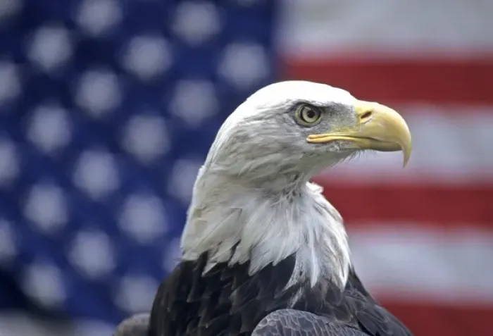 Framed Print : 06. Bald Eagle and American Flag Framed Print : 06. Bald Eagle and American Flag