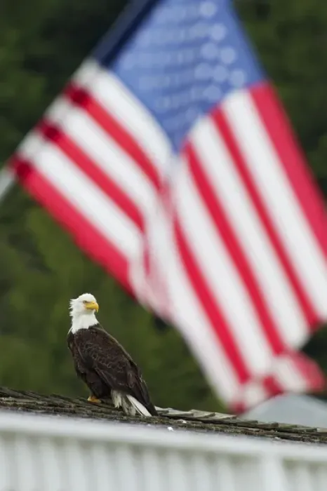 Framed Print : Bald Eagle; American Flag