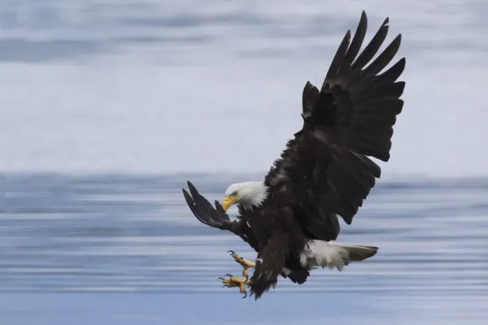 Framed Print : Bald Eagle Attacking Framed Print : Bald Eagle Attacking