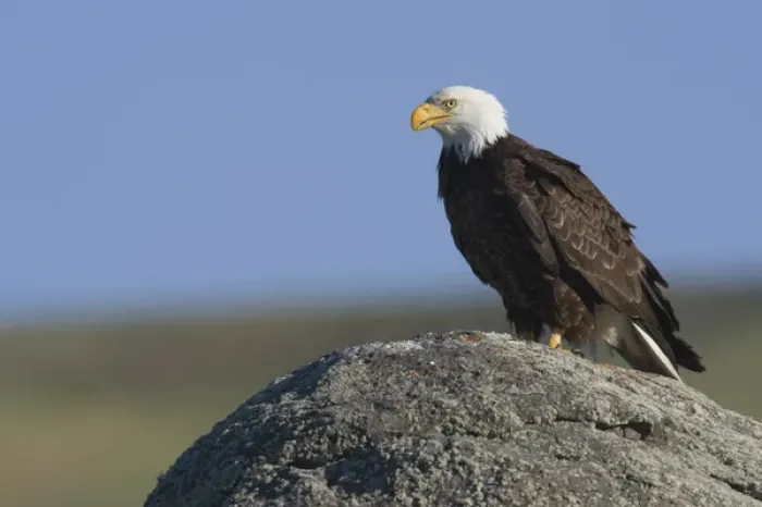 Framed Print : Bald Eagle on Bouldder