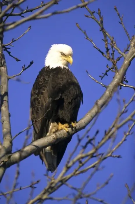 Framed Print : Bald eagle British Columbia, Canada Framed Print : Bald eagle British Columbia, Canada
