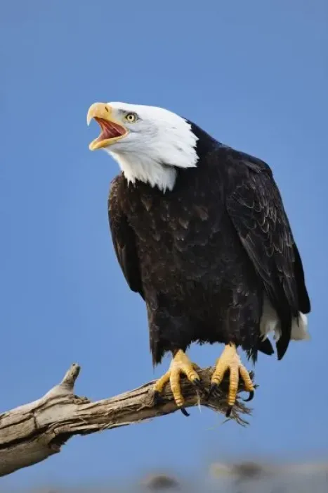 Framed Print : Bald Eagle calling, Homer, Alaska, Haliaetus leucocephalus