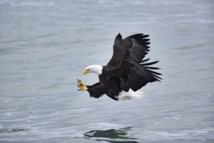 Framed Print : Bald Eagle catching fish, Homer, Alaska, Haliaetus leucocephalus