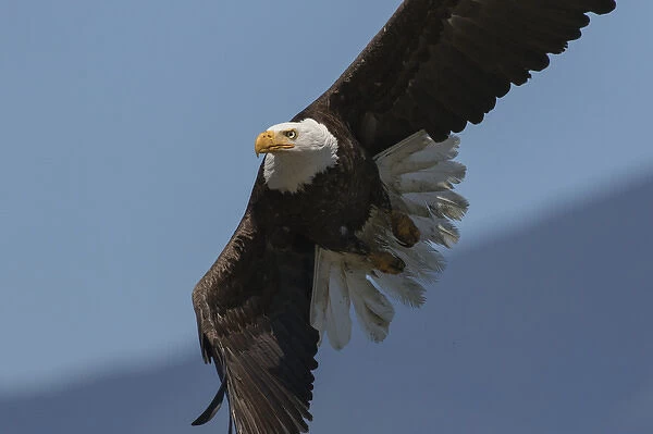 Bald Eagle, Close-up in Flight