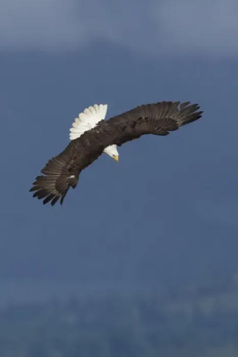 Framed Print : Bald Eagle Diving Framed Print : Bald Eagle Diving