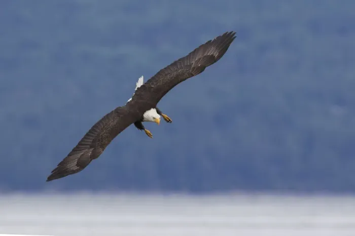 Framed Print : Bald Eagle Diving Framed Print : Bald Eagle Diving
