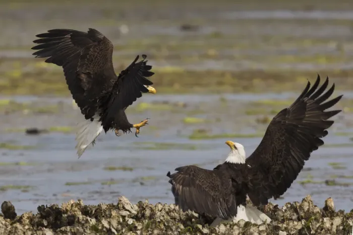 Framed Print : Bald eagle fighting Framed Print : Bald eagle fighting