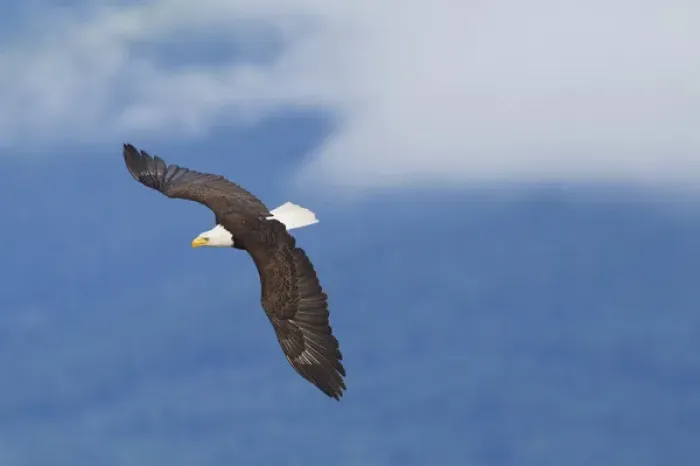 Framed Print : Bald Eagle in Flight Framed Print : Bald Eagle in Flight
