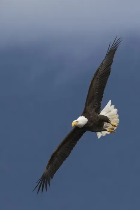 Framed Print : Bald Eagle Flight Framed Print : Bald Eagle Flight